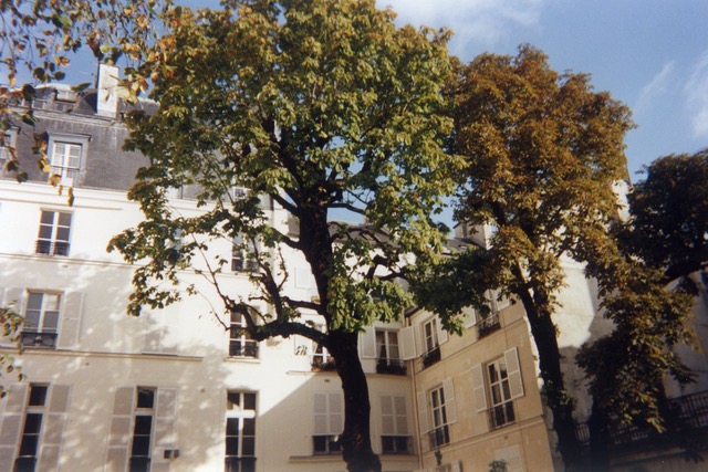 arbre