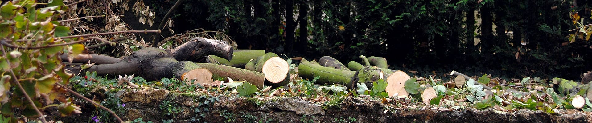 Abattage, taille, élagage d'arbres